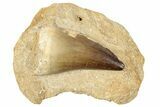Huge, Fossil Mosasaur (Prognathodon) Tooth - Morocco #270443-1